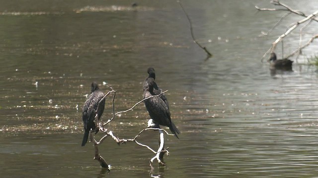 Cormorán Totinegro - ML518444941