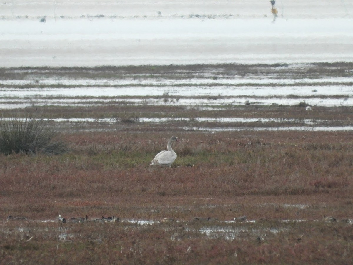 Tundra Swan - ML518445741