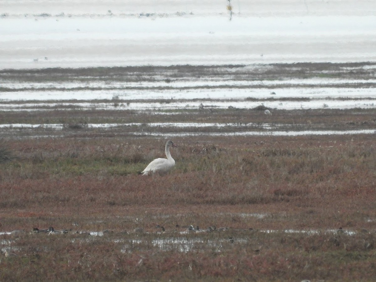 Tundra Swan - ML518445751