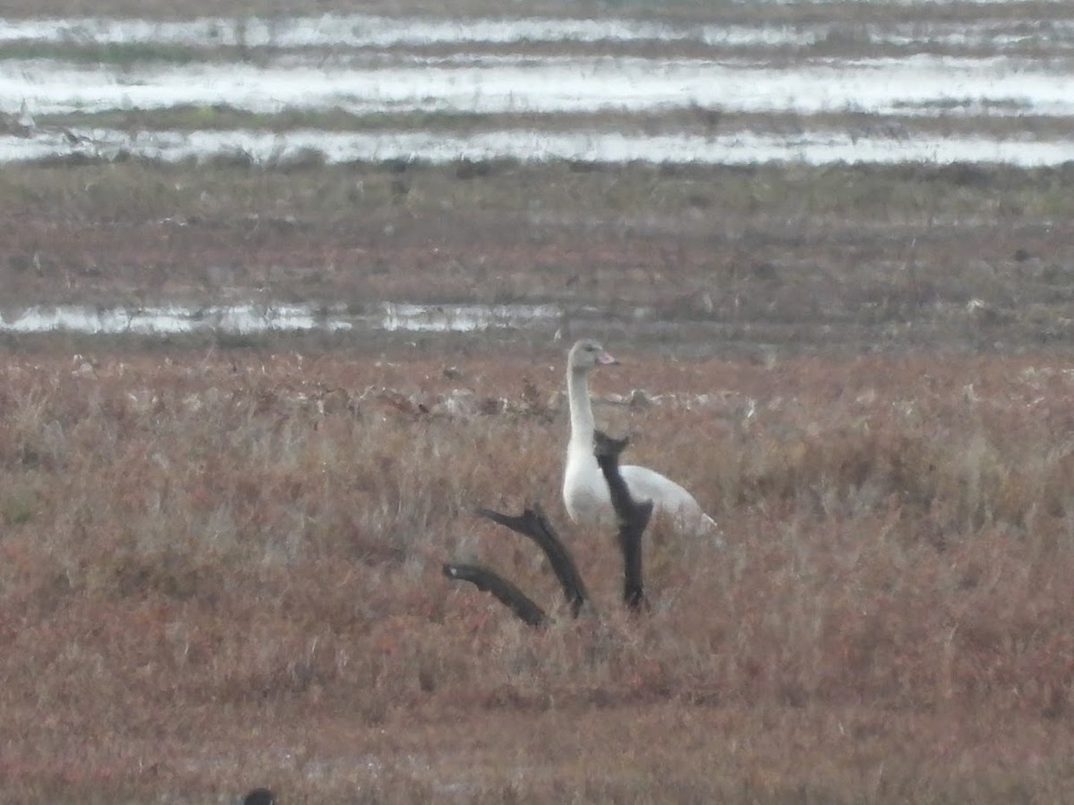 Tundra Swan - ML518445831