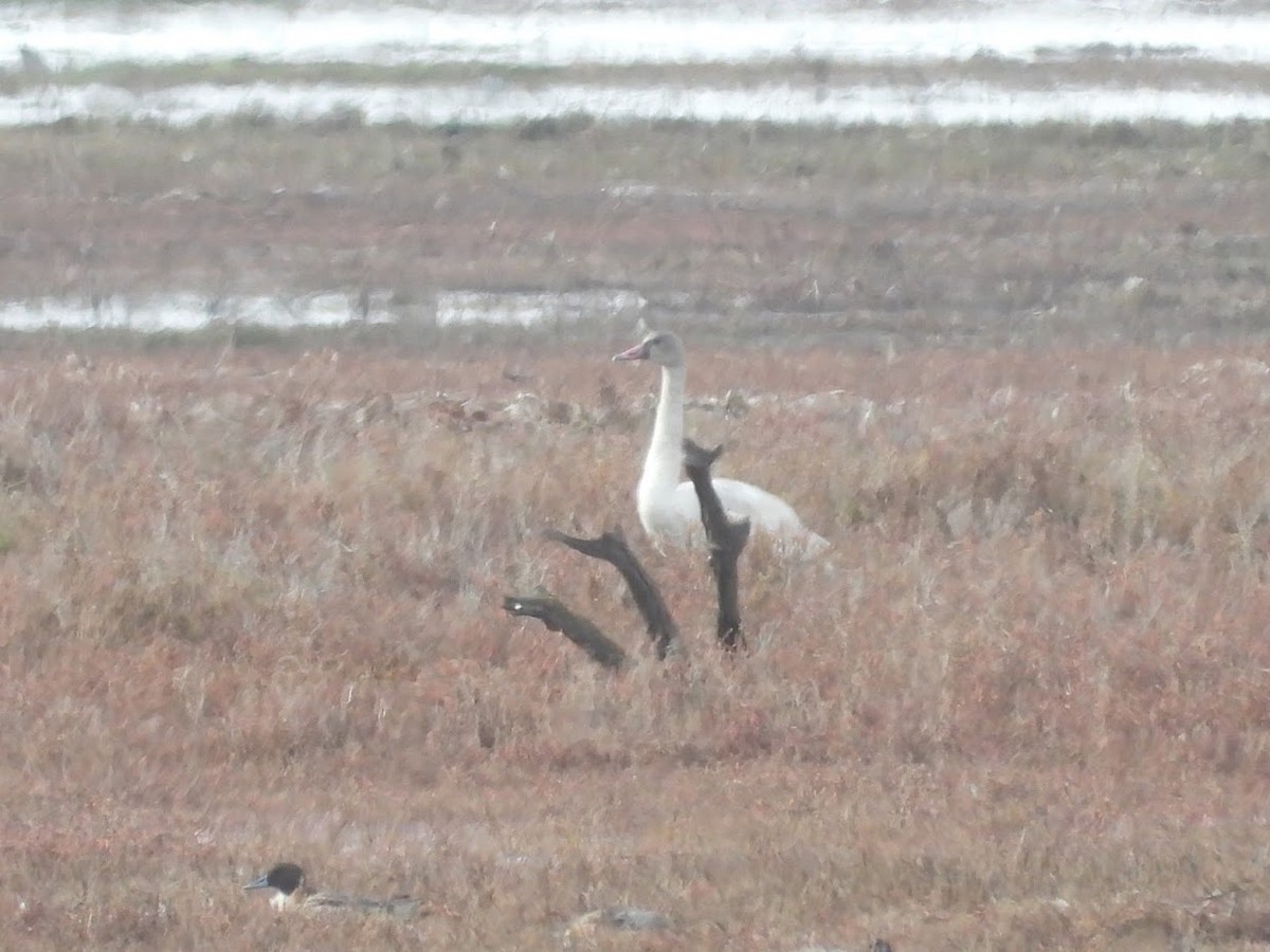 Tundra Swan - ML518445841