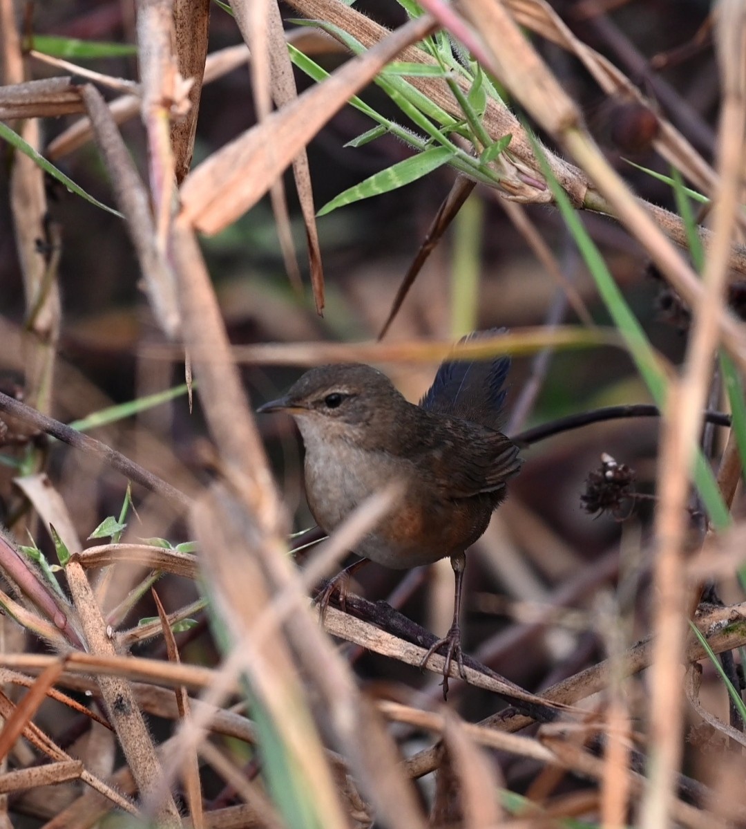 West Himalayan Bush Warbler - ML518445991