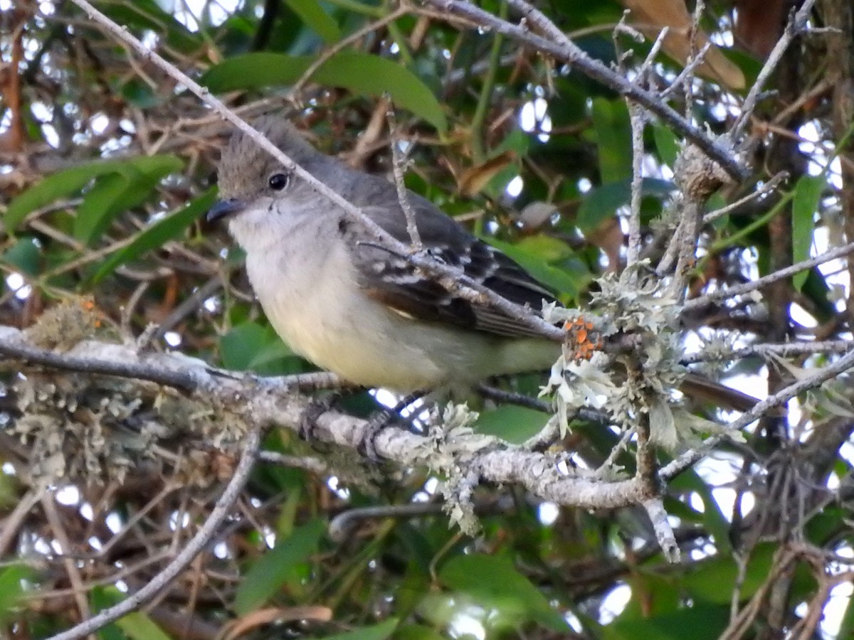 Large Elaenia - Carlos Crocce