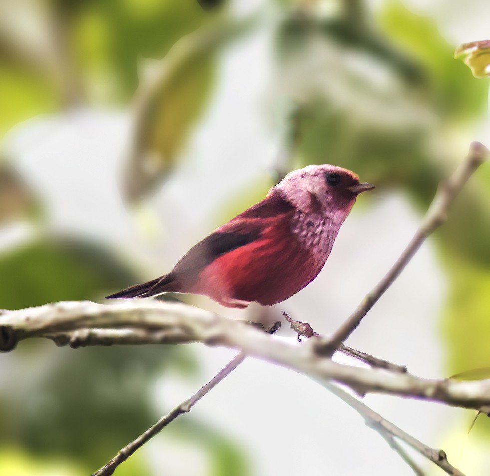 Pink-headed Warbler - ML518446651