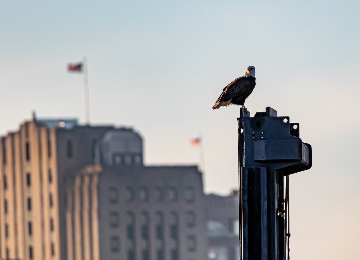 Bald Eagle - ML518446711