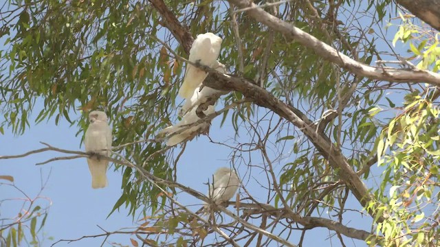 Cacatúa Sanguínea - ML518447741