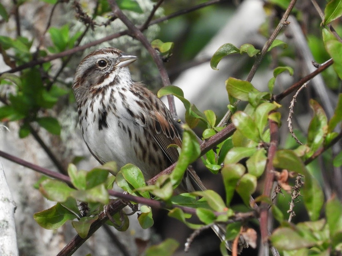 Song Sparrow - ML518447901