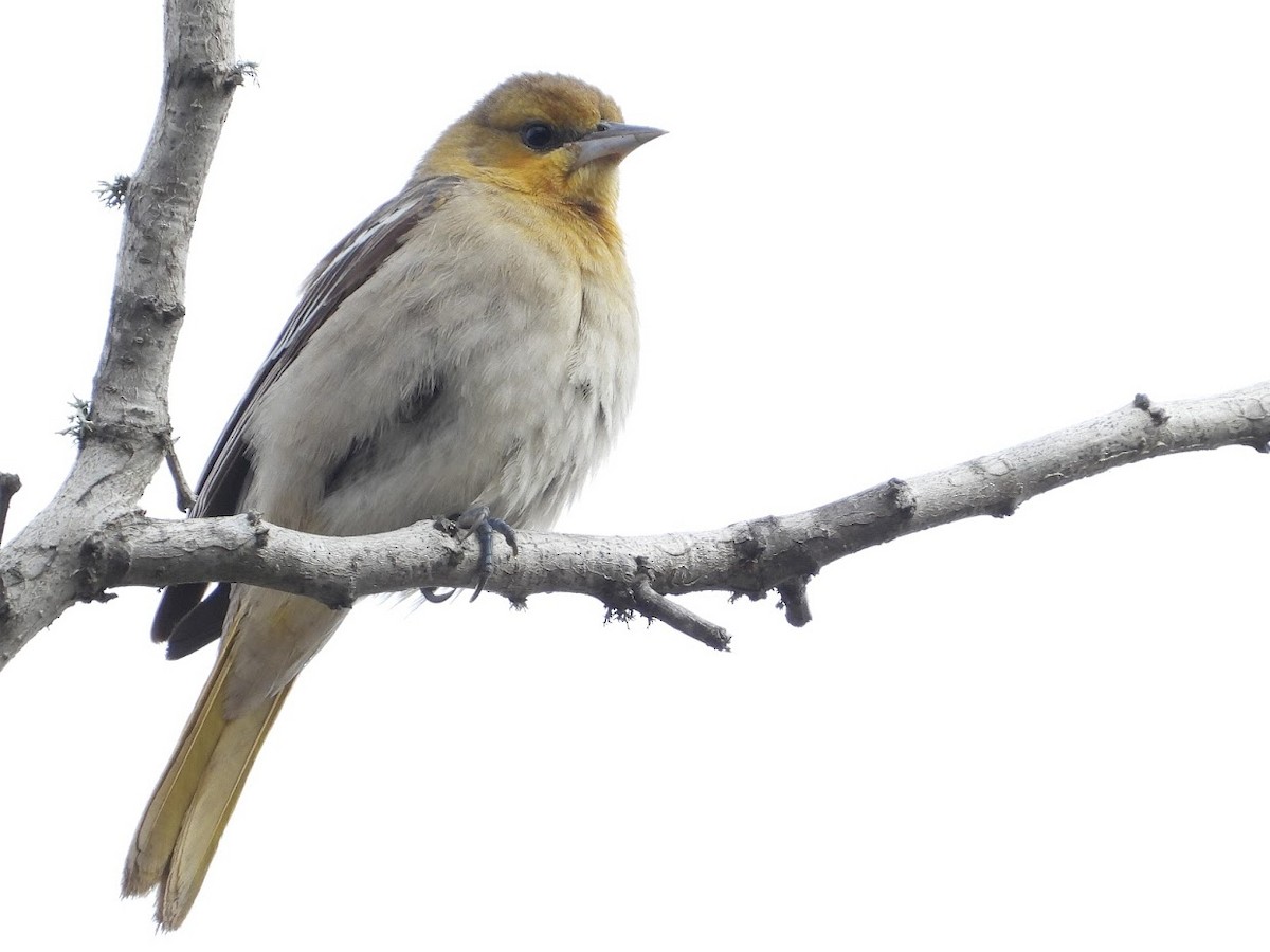 Bullock's Oriole - ML518447931