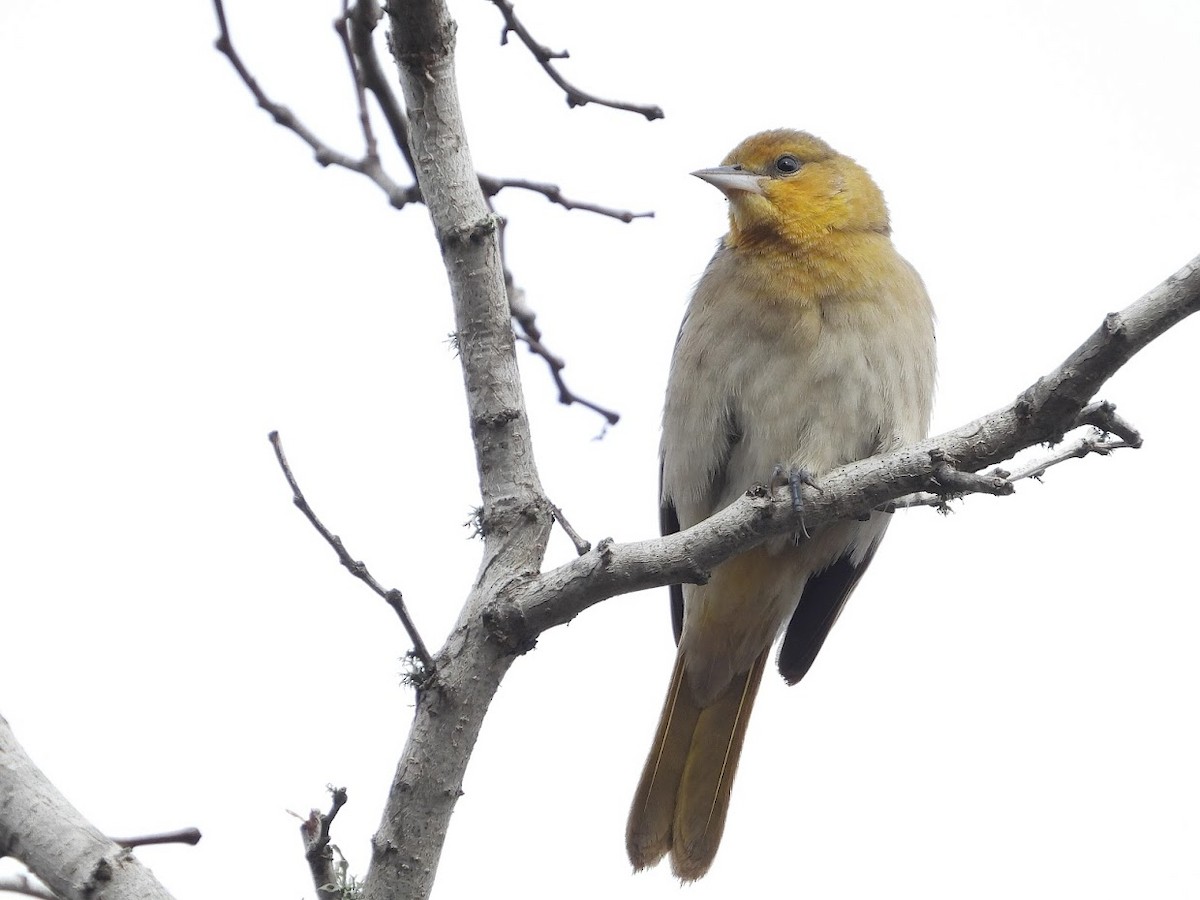 Bullock's Oriole - ML518447951