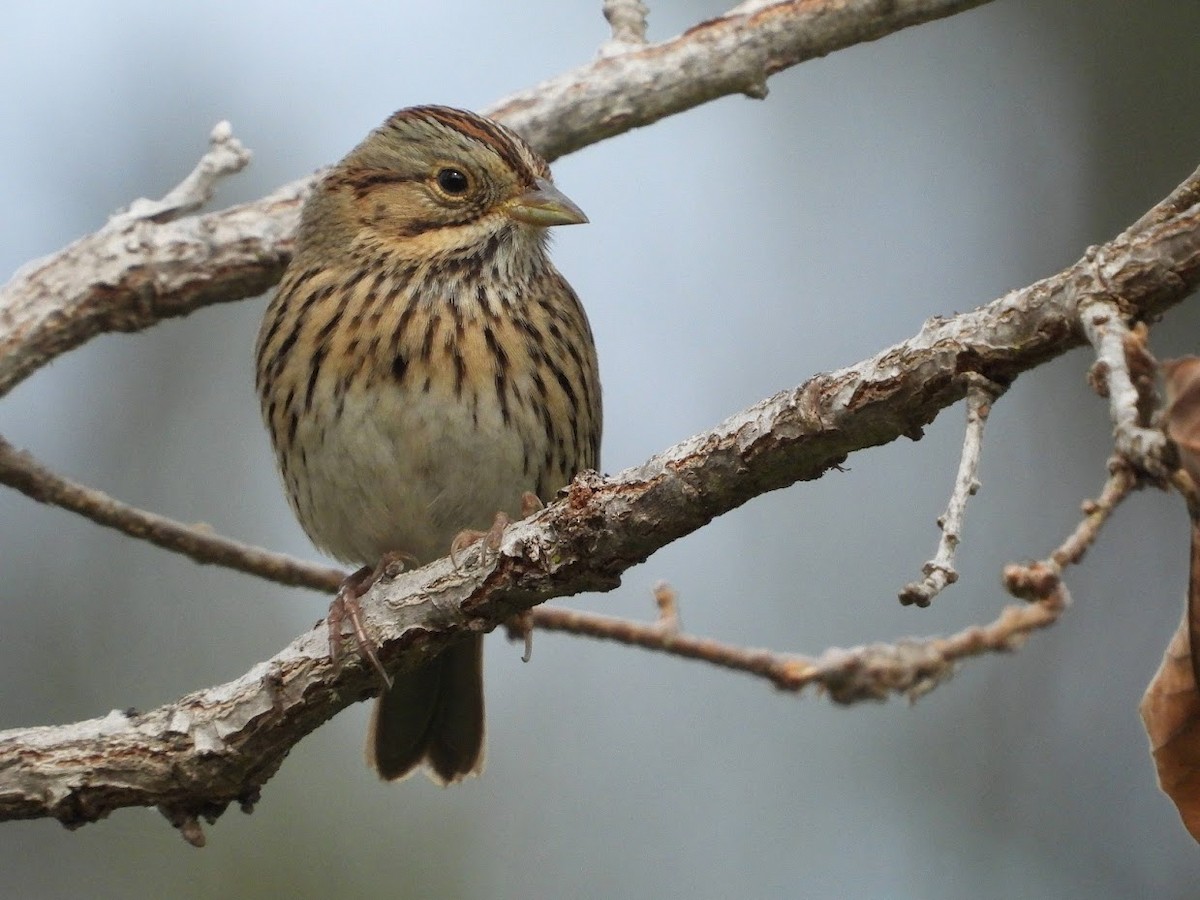 Lincoln's Sparrow - ML518448001