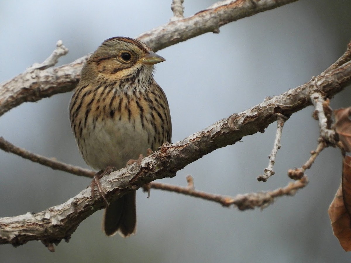 Lincoln's Sparrow - ML518448011