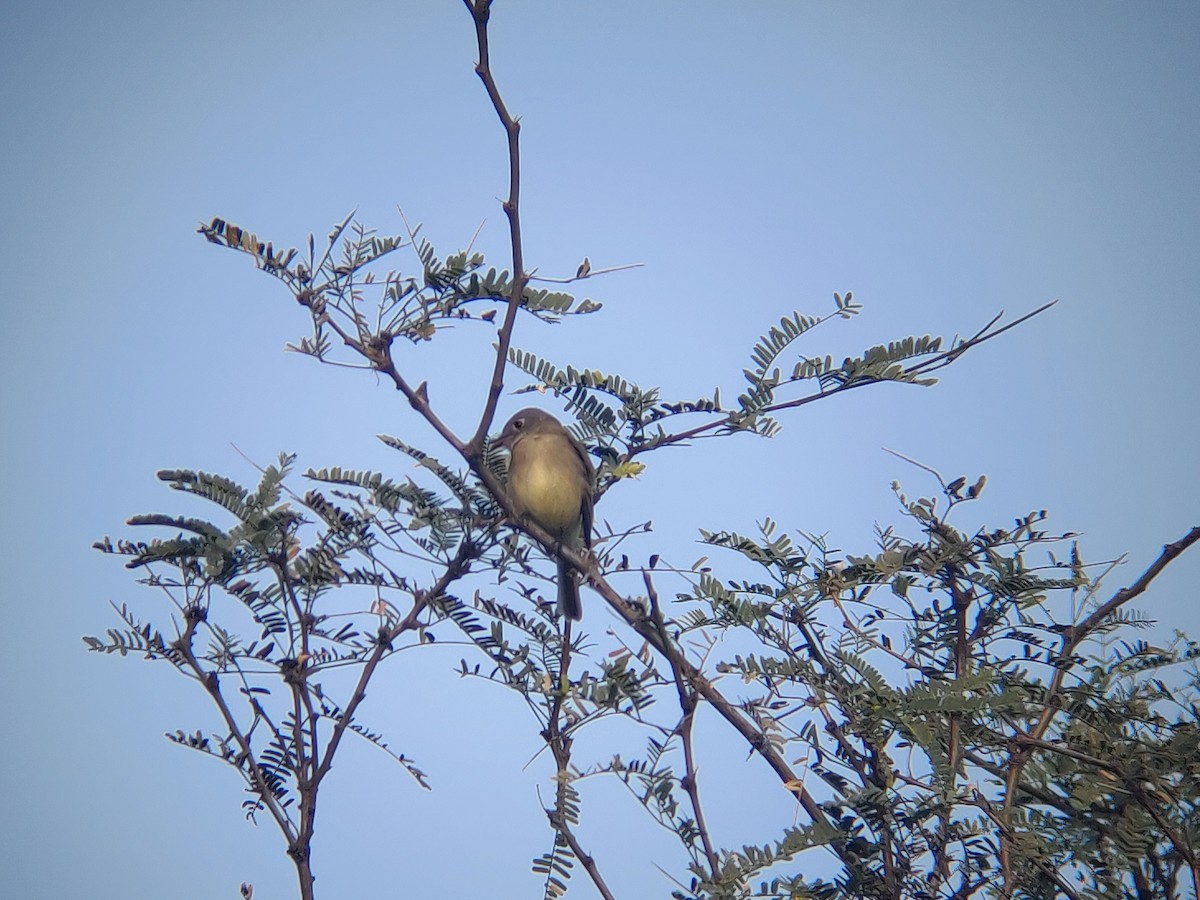 Dusky Flycatcher - ML518448251