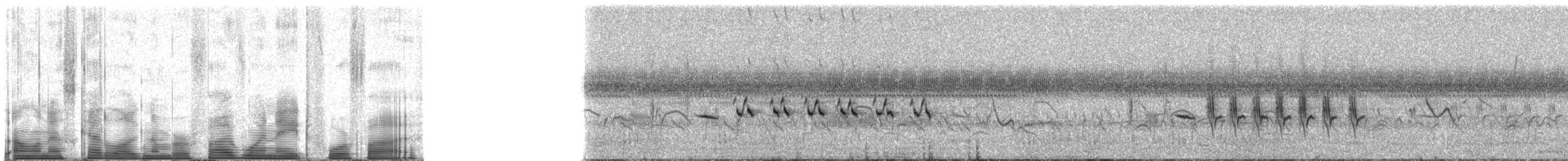 Troglodyte de Latham (platensis/polyglottus) - ML51845