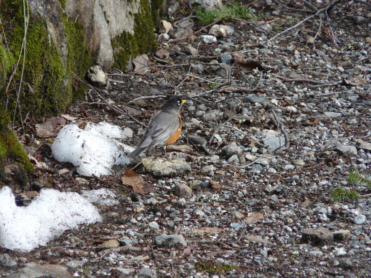 American Robin - ML51845021