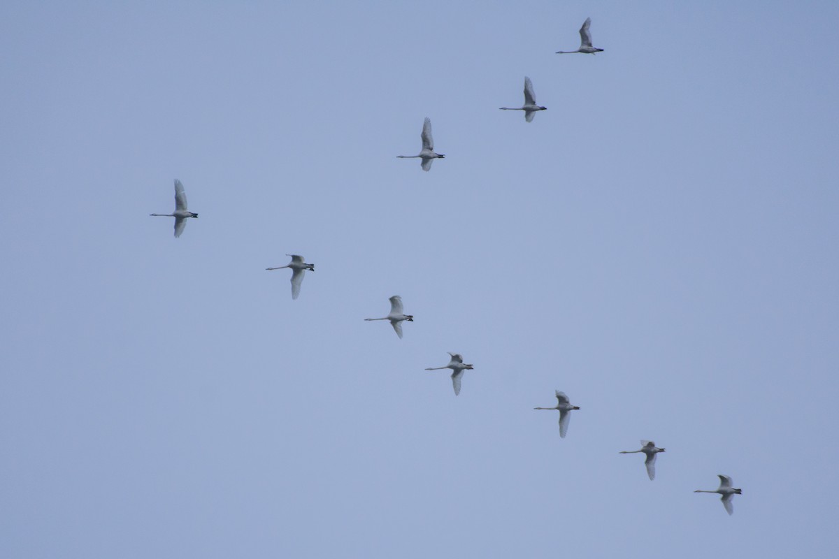 Trumpeter/Tundra Swan - ML51845031