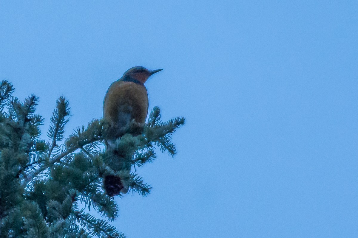 Varied Thrush - ML51845051