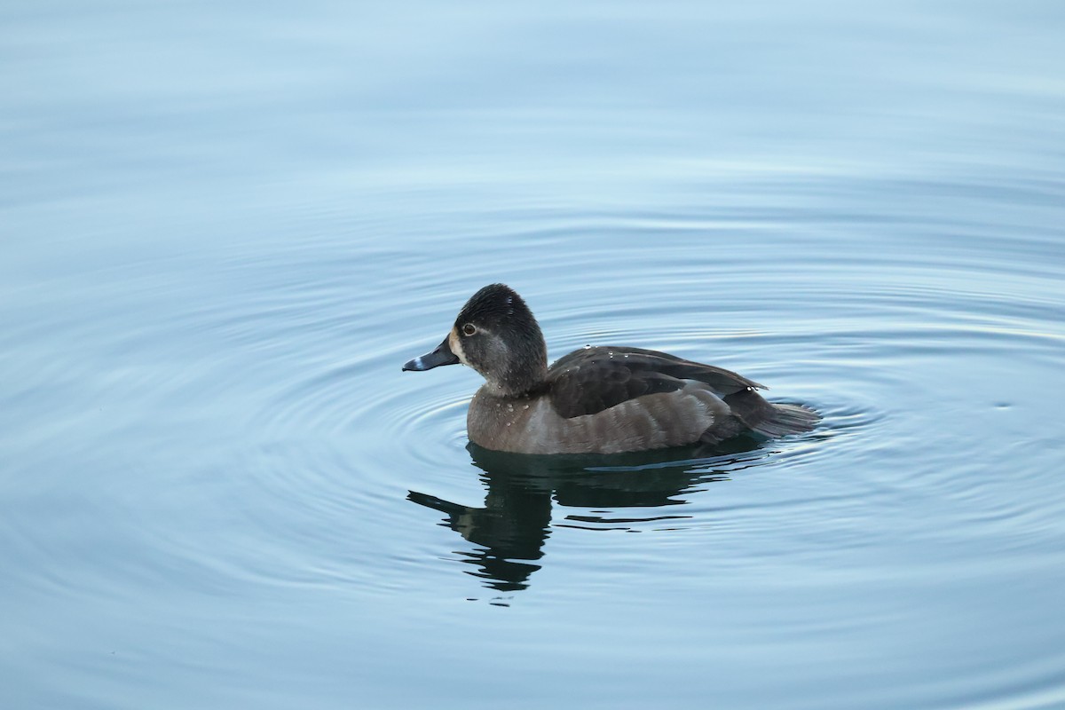 Ring-necked Duck - ML518450731