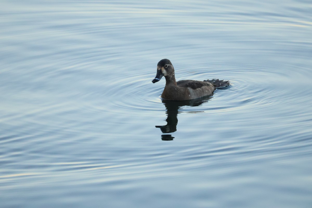 Ring-necked Duck - ML518450761