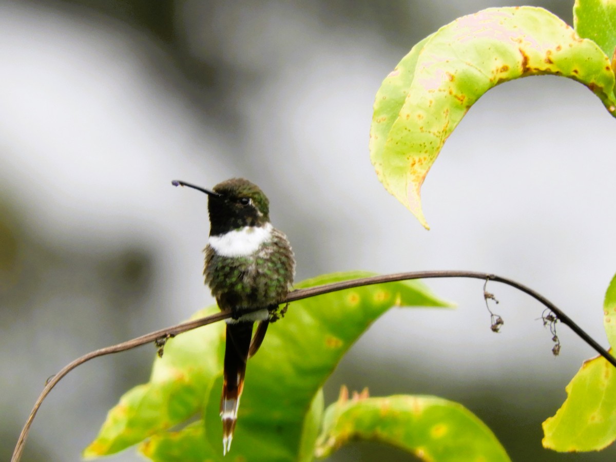 Sparkling-tailed Hummingbird - Maria Corriols