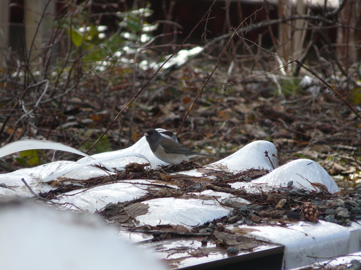 Dark-eyed Junco - ML51845231