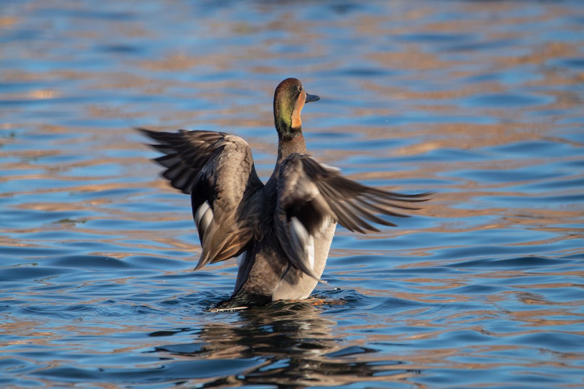 Gadwall x Mallard (hybrid) - kevin keltner