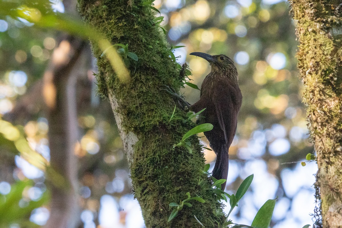 Strong-billed Woodcreeper - ML518453311