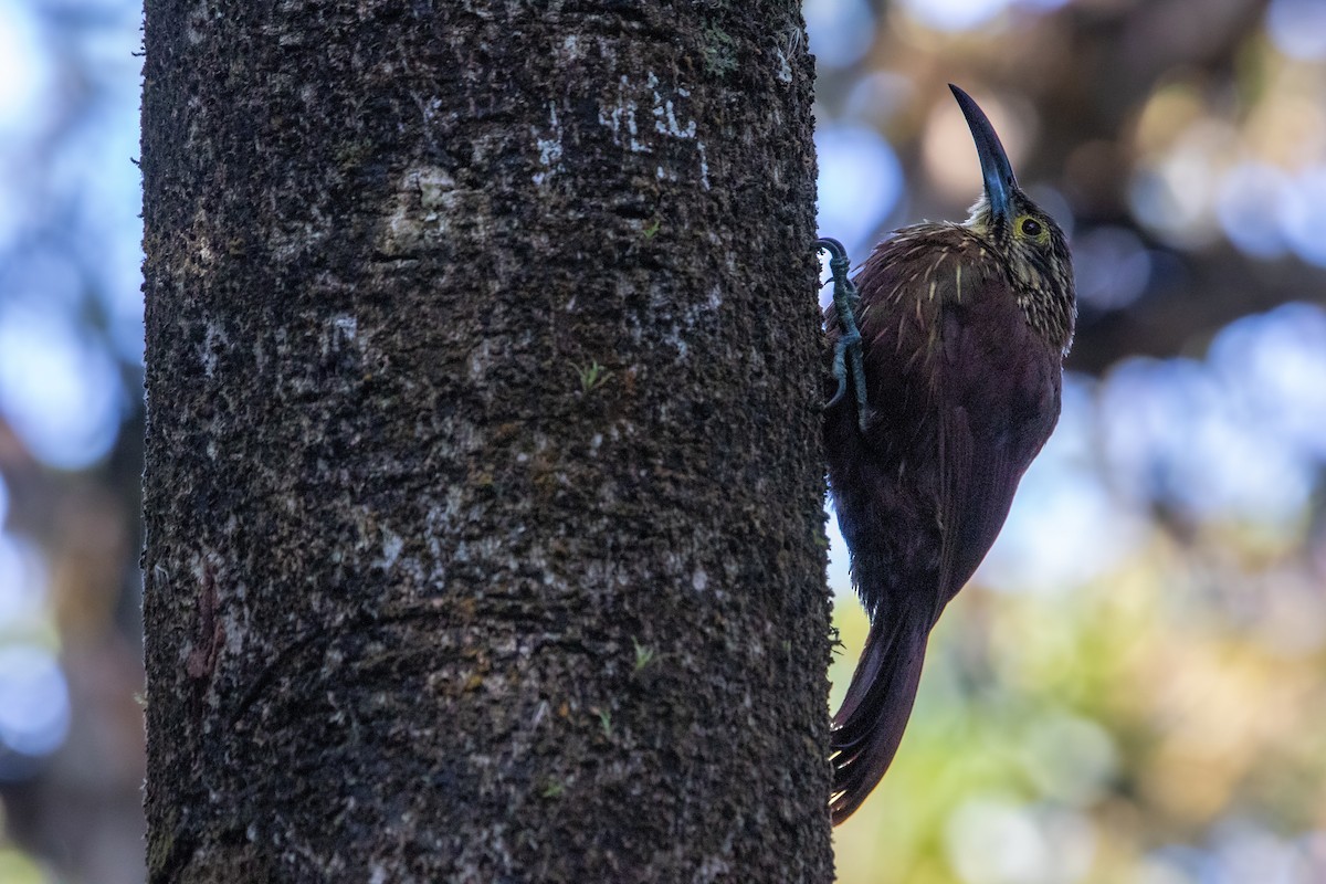 Strong-billed Woodcreeper - ML518453511