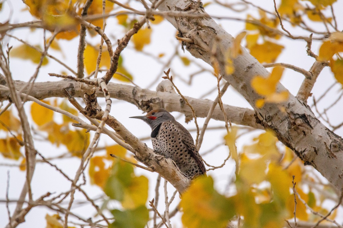 Northern Flicker (Red-shafted) - ML518456271