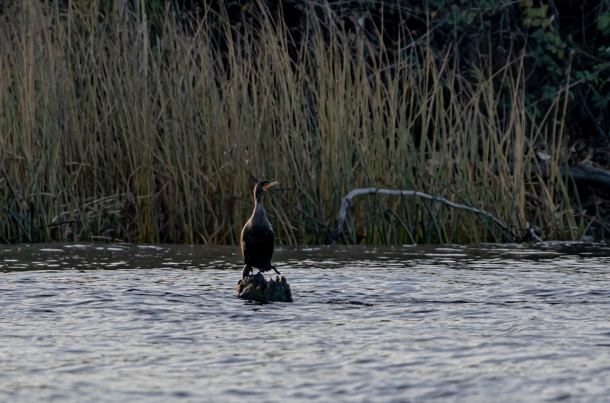 Double-crested Cormorant - ML518457491