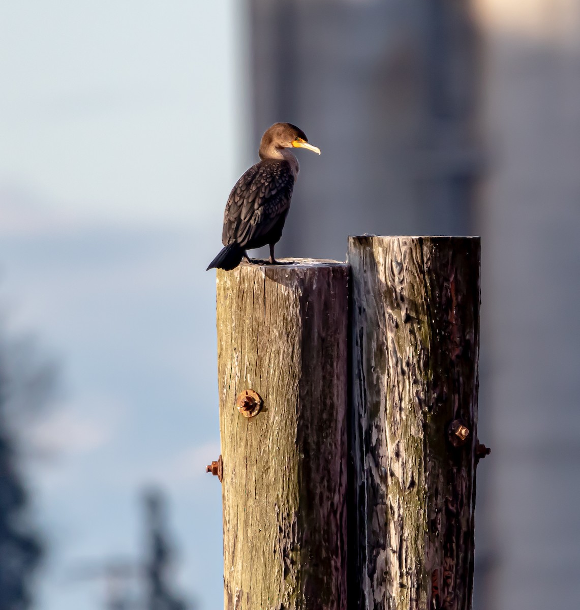 Double-crested Cormorant - ML518457501