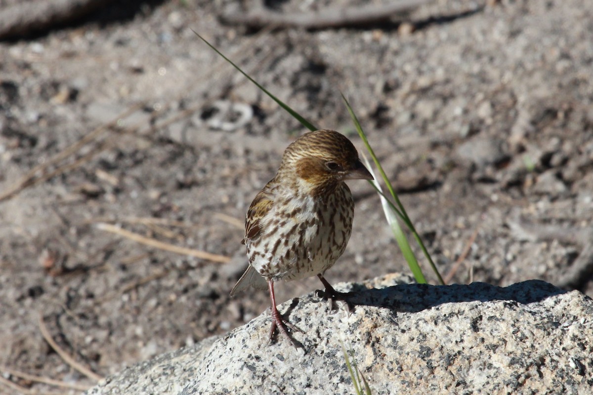 Cassin's Finch - ML518457641