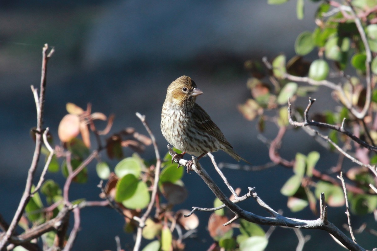 Cassin's Finch - ML518457651