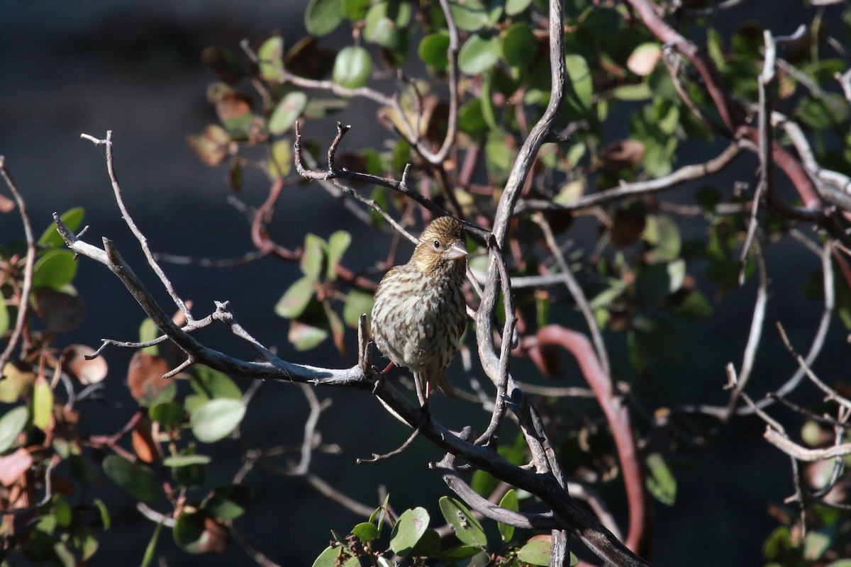 Cassin's Finch - Laurens Halsey