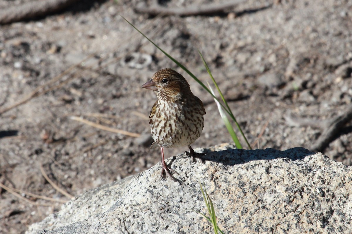 Cassin's Finch - ML518457671