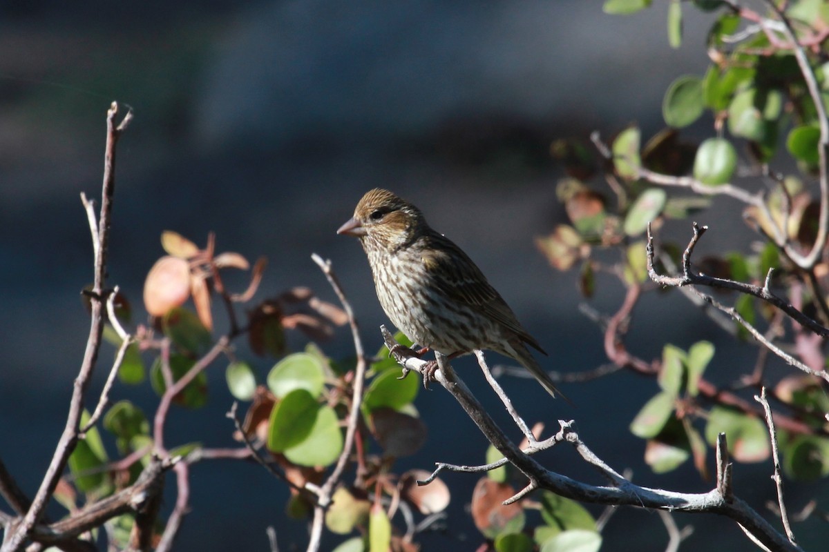 Cassin's Finch - ML518457681