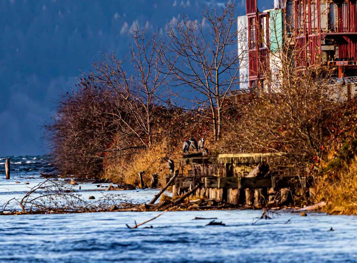 Great Blue Heron - ML518457881