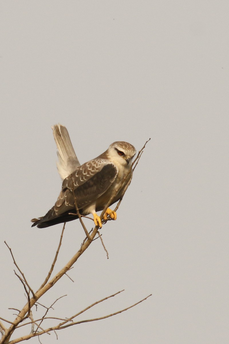 Black-winged Kite - Frank Thierfelder