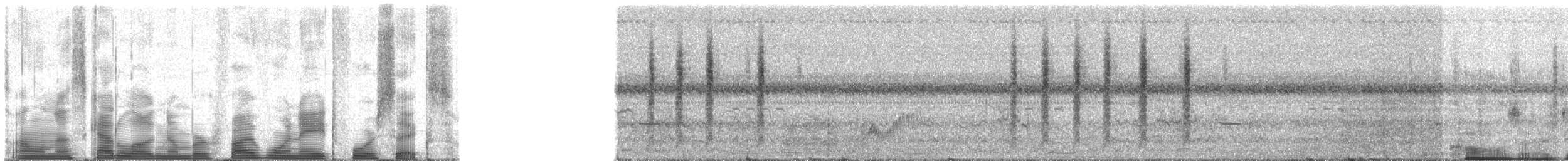 Troglodyte de Latham (platensis/polyglottus) - ML51846