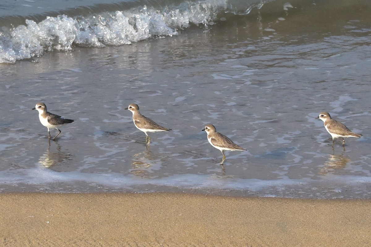 Төвд хиазат - ML518460711