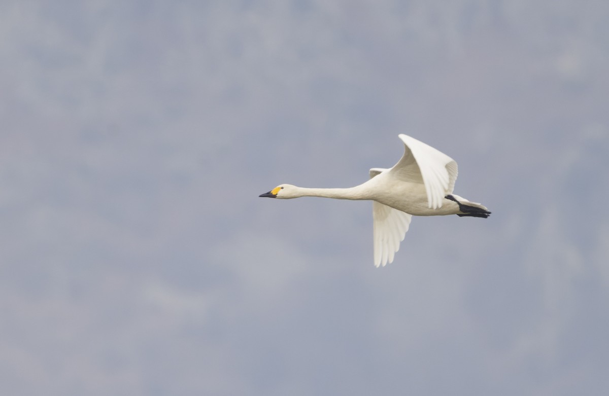 Cygne siffleur - ML518460721