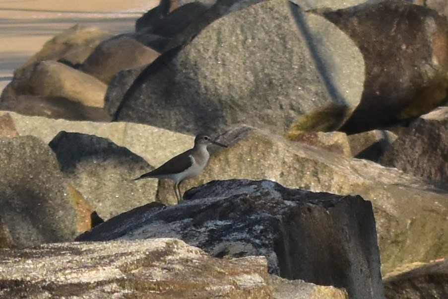 Хайргын хөгчүү - ML518460801