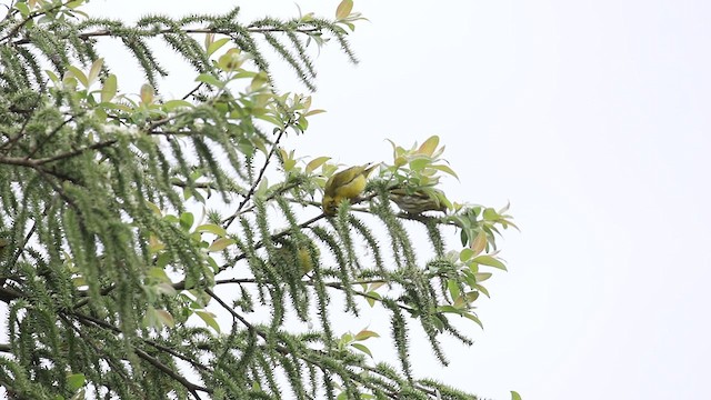 Tibetan Serin - ML518461201