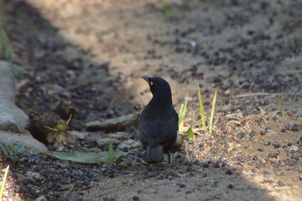 Brewer's Blackbird - ML518461821