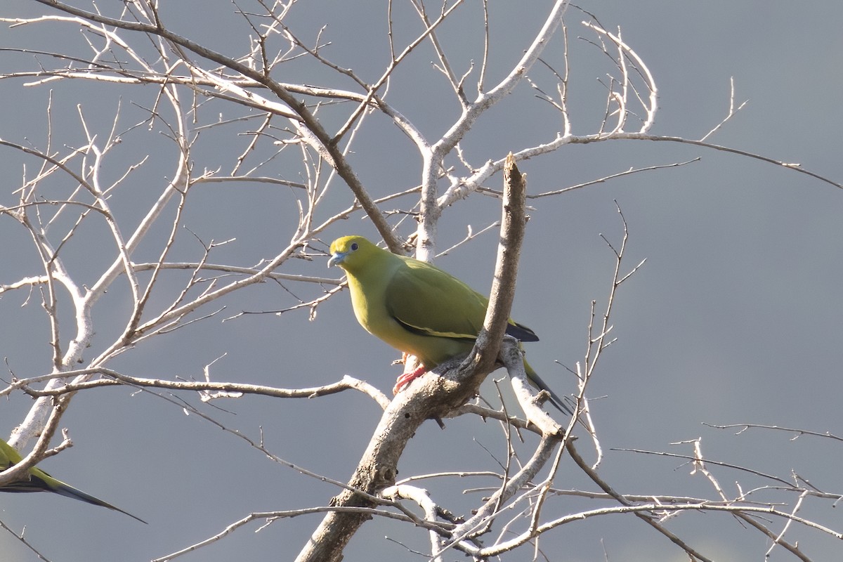 Pin-tailed Green-Pigeon - Kalpesh Krishna