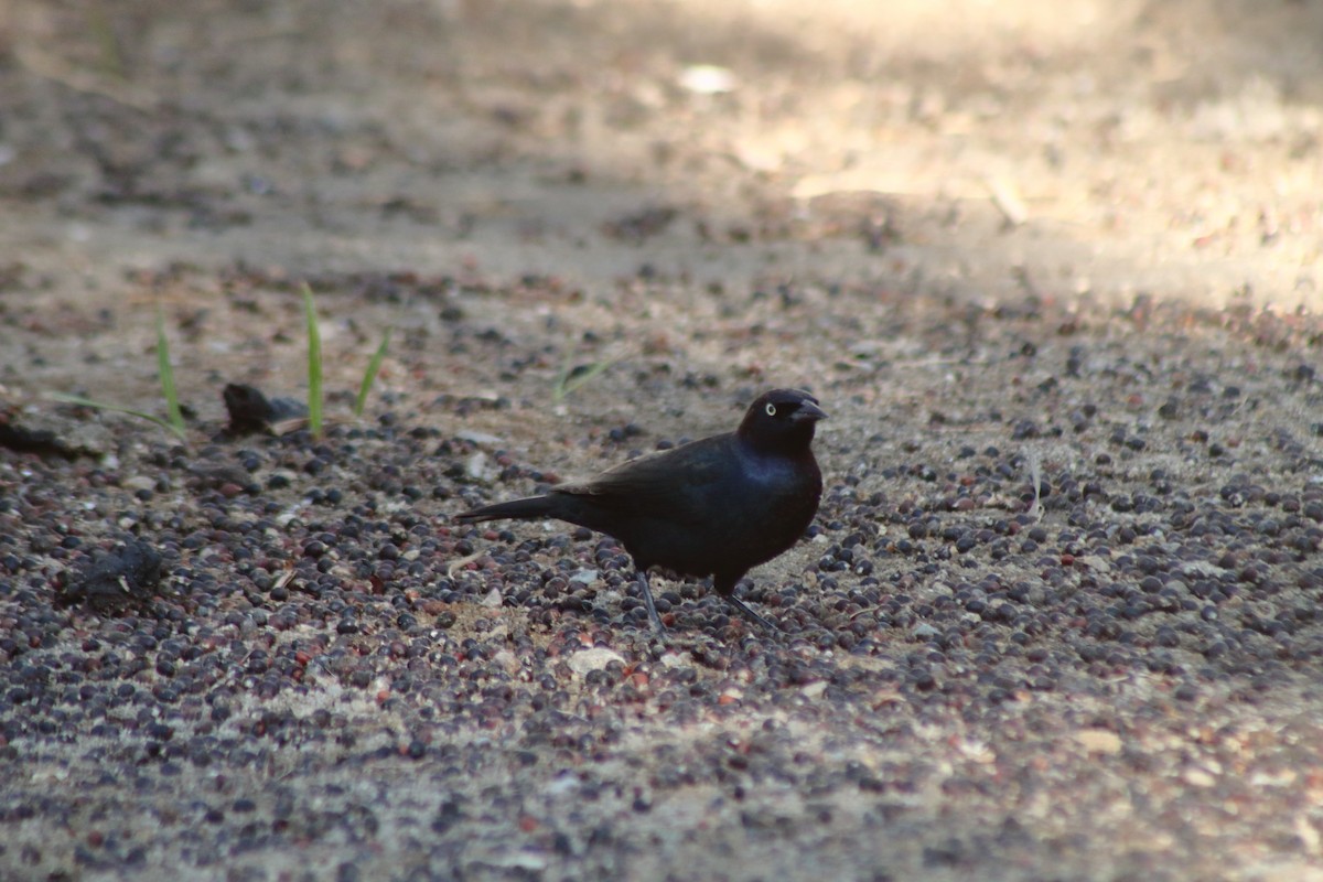 Brewer's Blackbird - ML518461901
