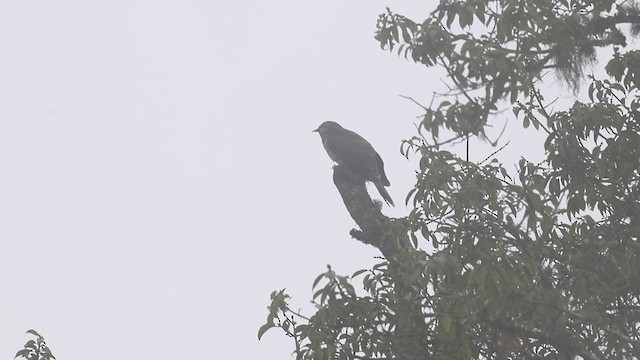 Large Hawk-Cuckoo - ML518461971