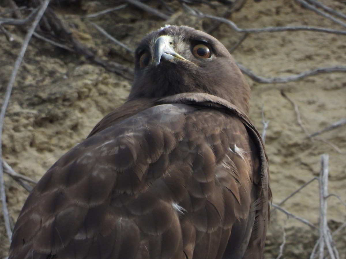 Red-tailed Hawk - Avo Stilt