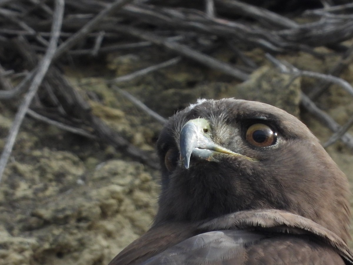 Red-tailed Hawk - Avo Stilt