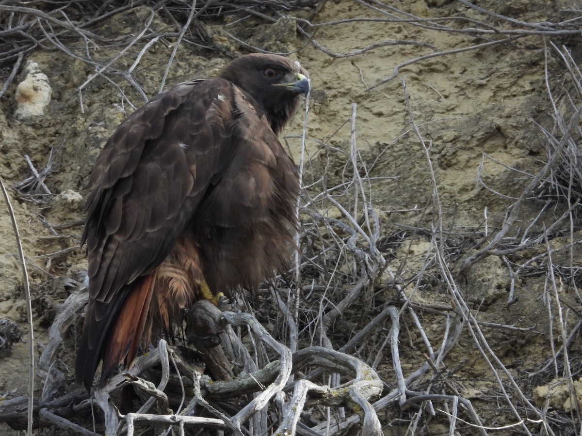 Red-tailed Hawk - Avo Stilt