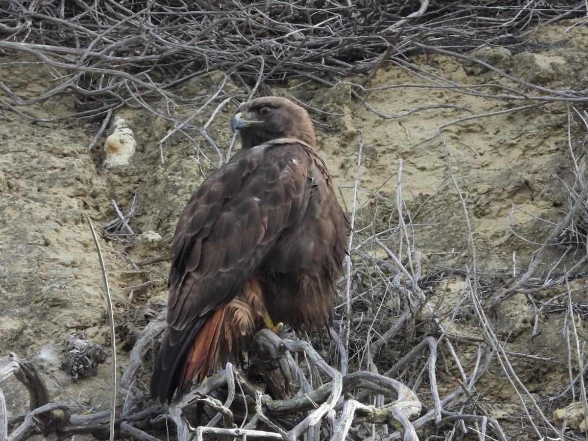 Red-tailed Hawk - ML518462381